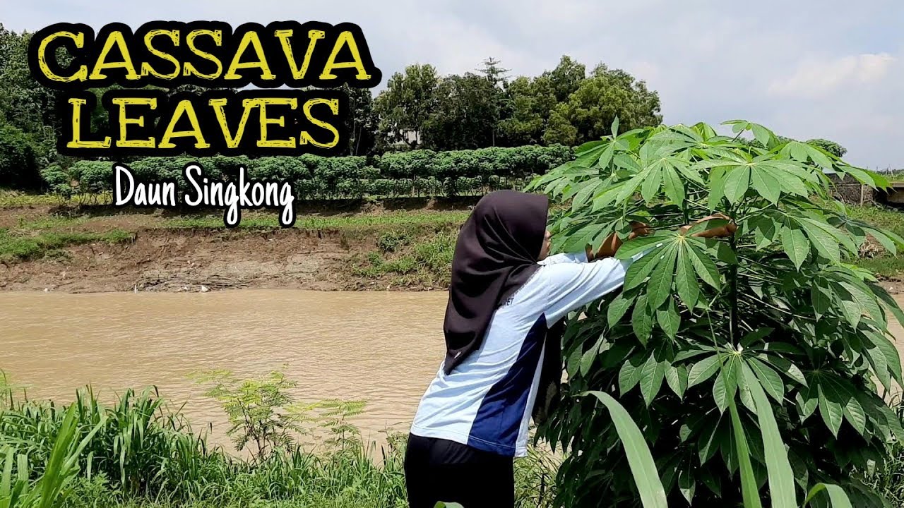 Masak di desa || Sayur Daun Singkong (Cassava Leaves)
