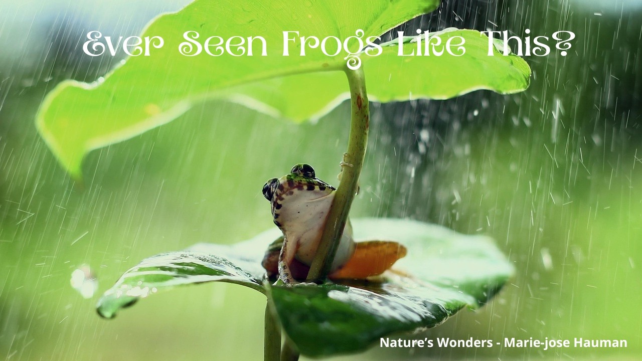 Daylight Frogs – Quiet Beauty in Nature