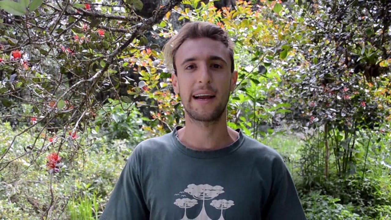 Agrofloresta - A sintropia na mata de araucária