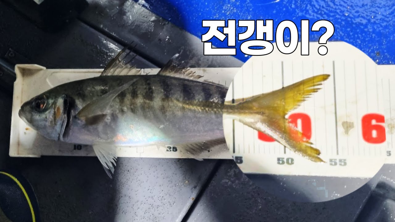대전갱이 낚시 [거제전갱이TV 조행기 59회]