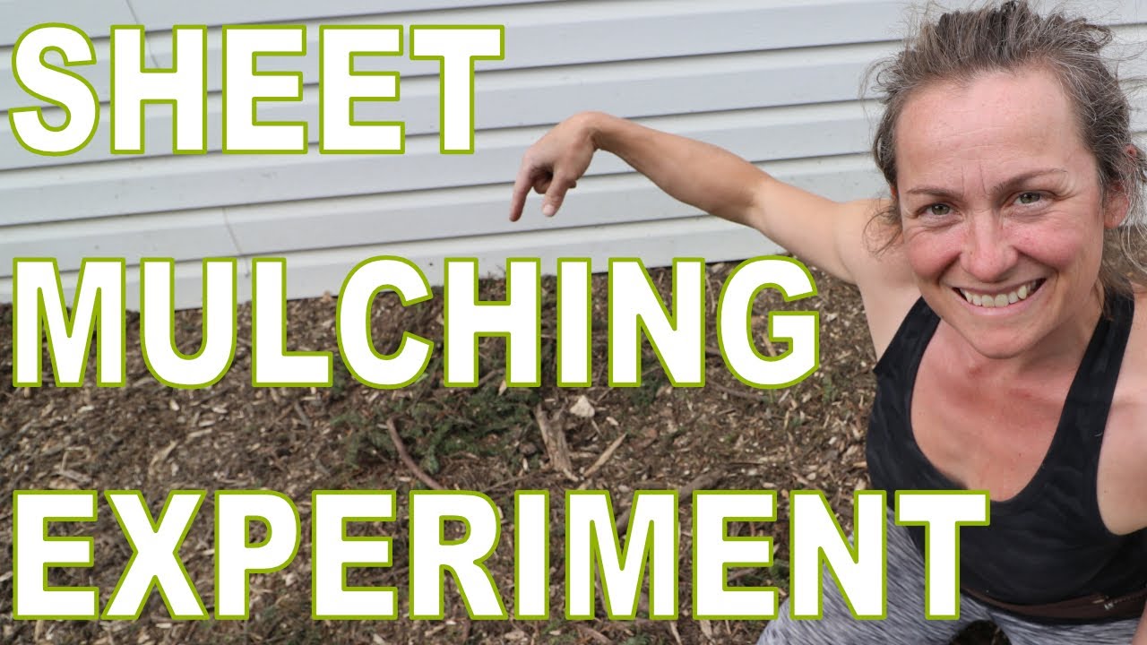Sheet Mulching Experiment In Our Permaculture Garden