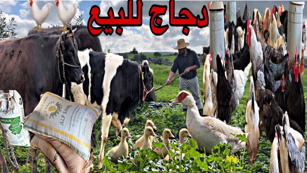 تربية الدجاج في البادية، دجاج للبيع خليط السلالات ،ثمن العلف شنو غادي ندير مع العجول 0642416224