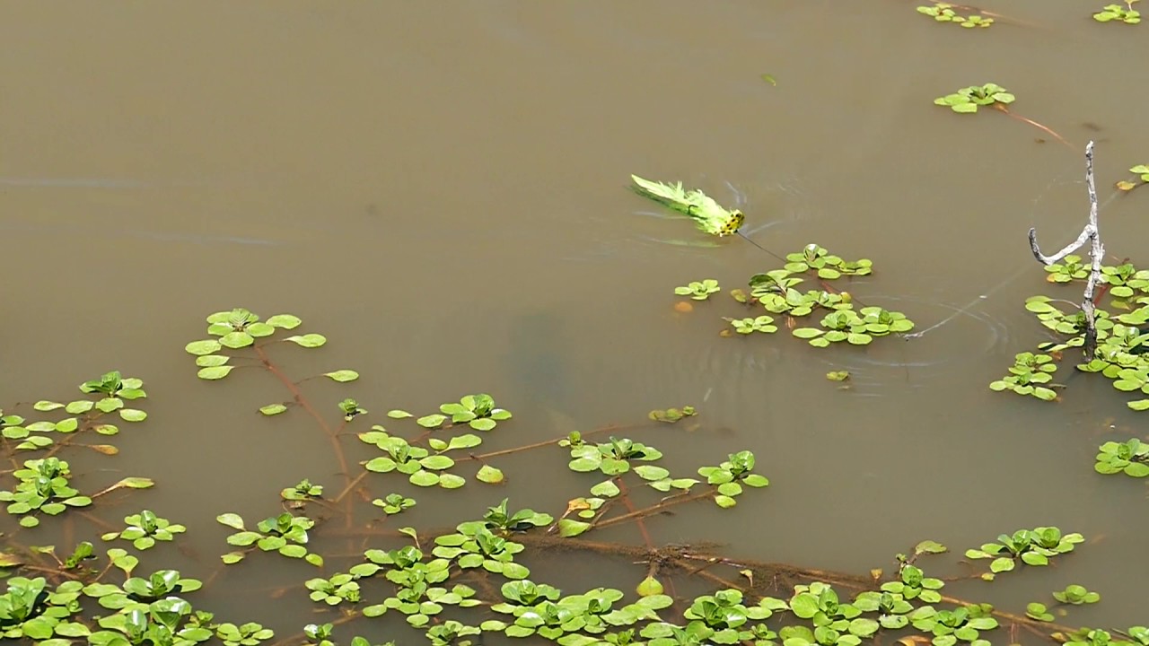 Ataque de tararira super close up y en super slow motion.