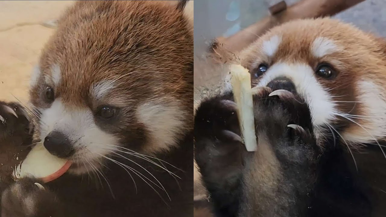 【屋外組に来園客をとられても屋内で可愛い姿を見せてくれるレッサーパンダのキラリと　かえで、他・・・】～Nishiyama Zoo red pandas～