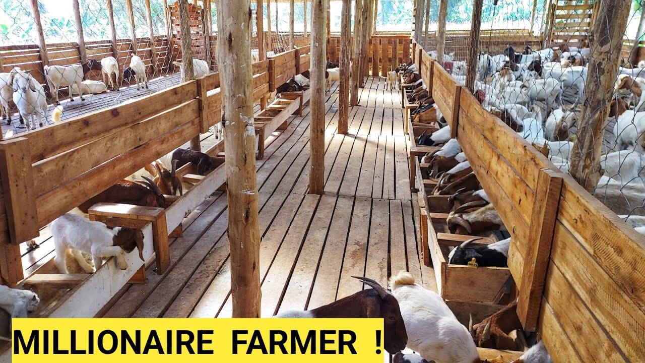 Best Methods For Raising Goats, Sheep, Poultry On a Free Range Farm! | FARM TOUR
