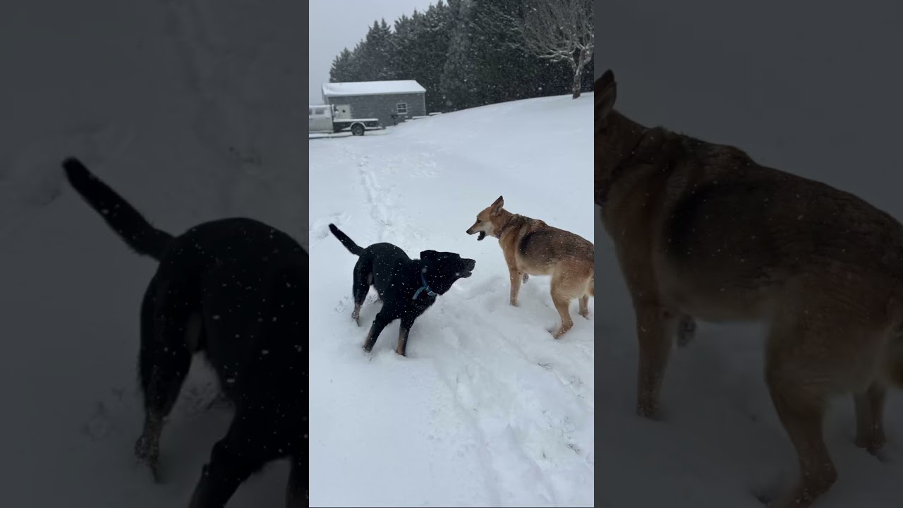 Snow fun cows, dogs, and kids. 