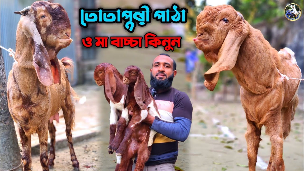 তোতাপুরী পাঠা মা বাচ্চা দুধের ছাগল ও খাসি কিনুন সজল ভাইয়ের ফার্ম থেকে 💥