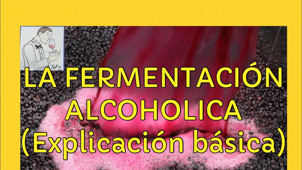 (132) LA FERMENTACIÓN ALCOHOLICA.(Explicación básica paso a paso)