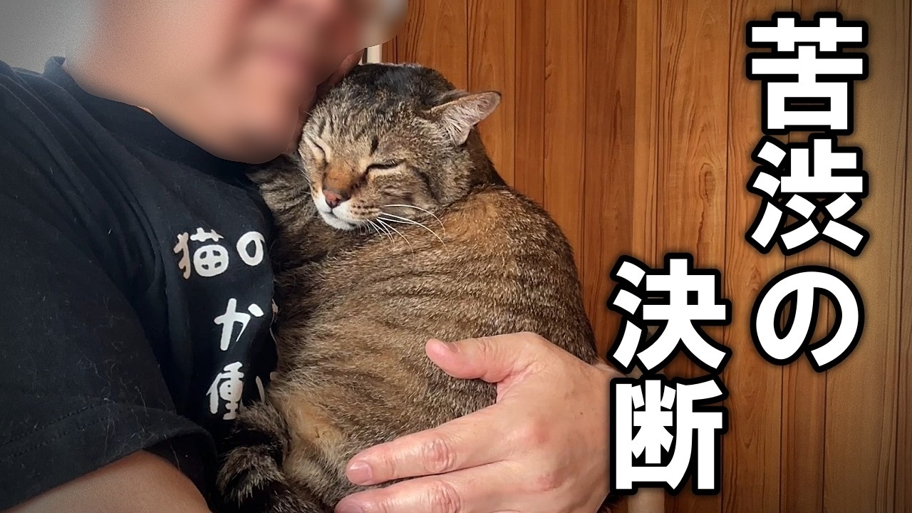 抱っこ猫ピースケをも巻き込む苦渋の決断をしました【ピースケとピーコ①】