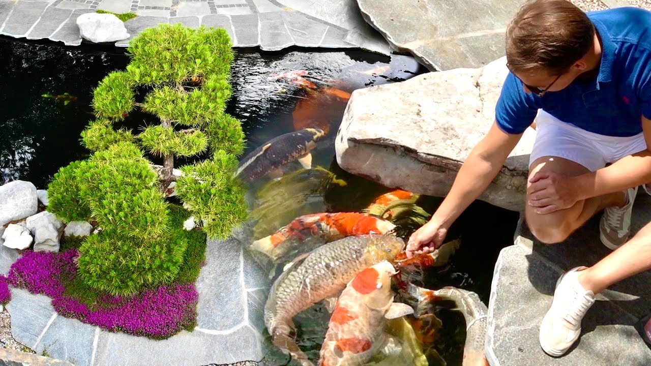 2 Amazing 50,000 gallon BACKYARD KOI PONDS!! NEW POND INSIDE?!