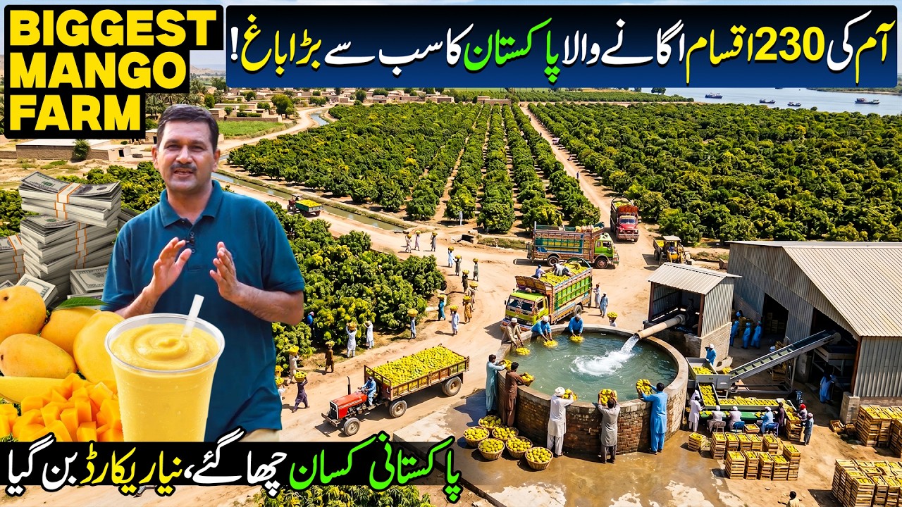 This is World Biggest Mango Farm in Pakistan | 230 World Famous Types of Mangoes | Made In Pakistan