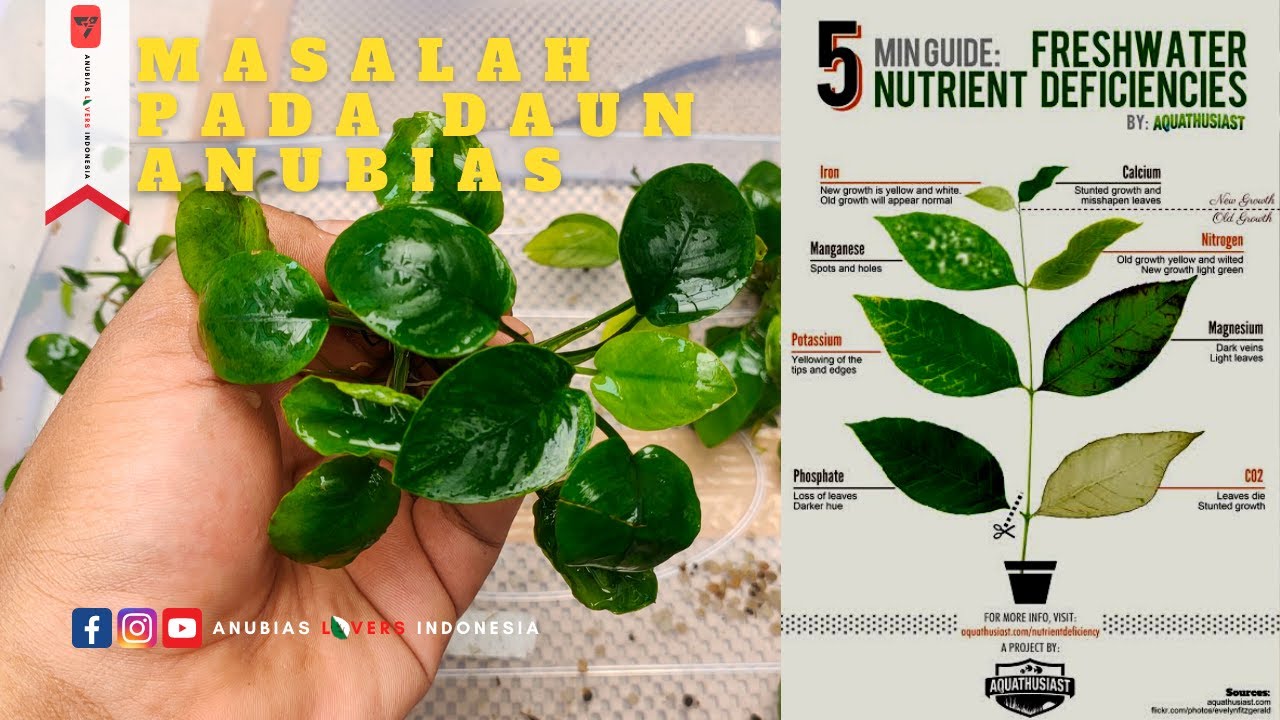 Beberapa Masalah Pada Daun ANUBIAS dan Solusinya