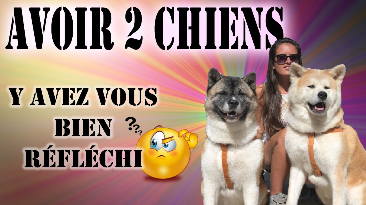 PRENDRE UN SECOND CHIEN : SECOND AKITA