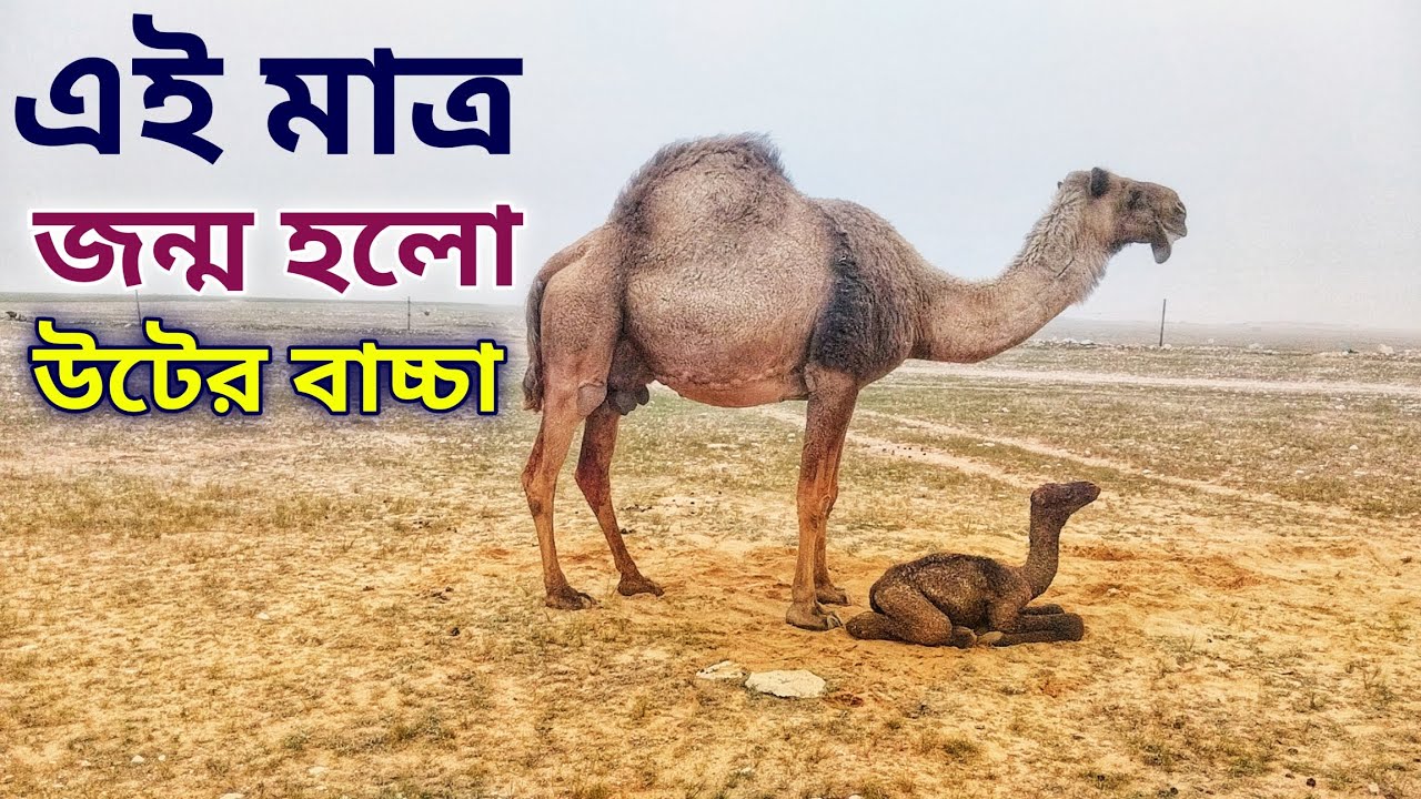 camel farm bahrain | camel farm design | camel farm in uae | HD Animal Life
