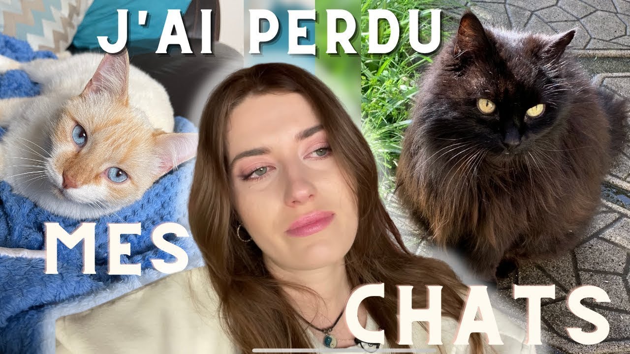 PERDRE SON CHAT : le deuil d'un animal