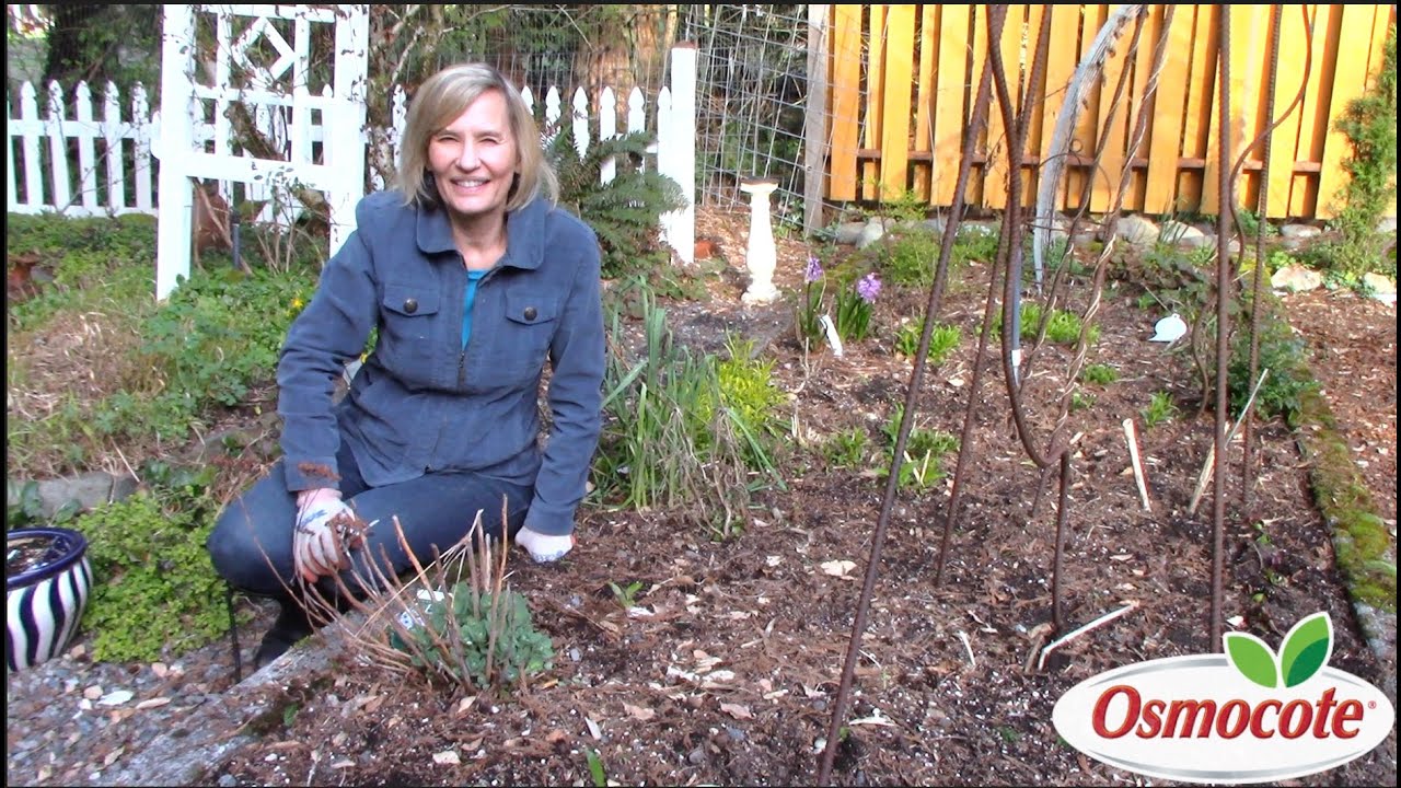 Pruning Perennials for the Spring