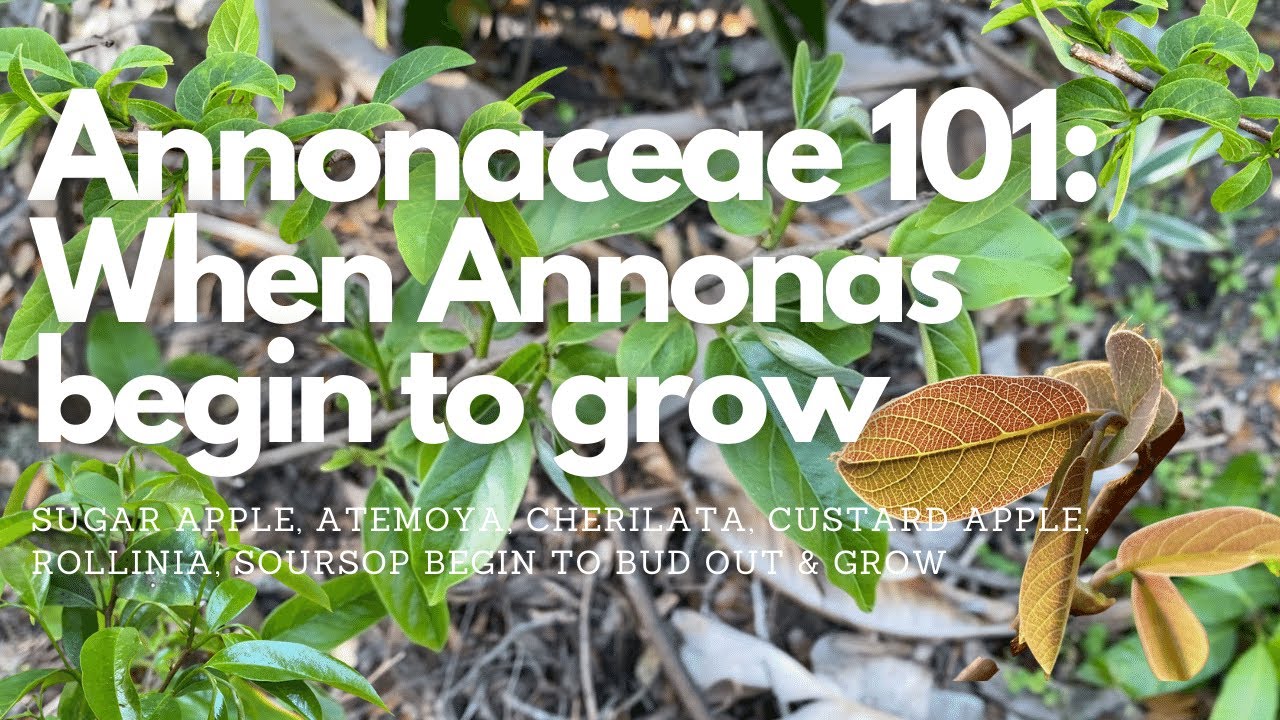 Annonaceae 101: Когда анноны снова начинают расти