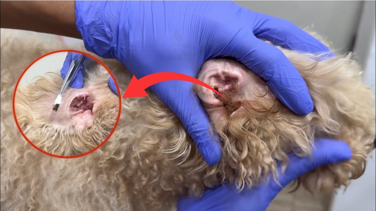 What's in the ear, very dirty?