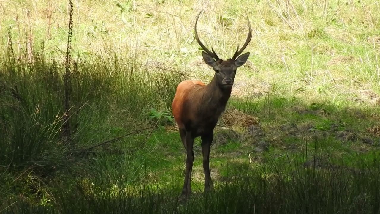 Genieten van de #bronst op de veluwe