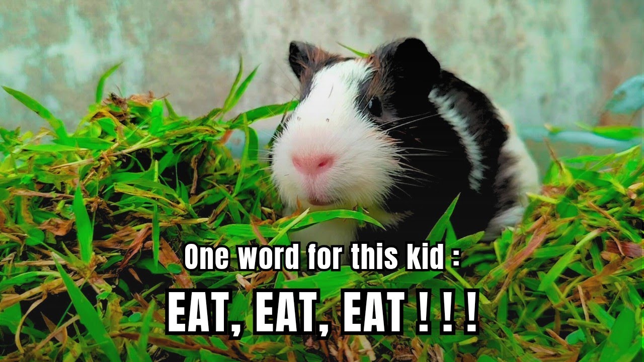 Eating is my motto No debate | Daily Broku Guinea Pig 