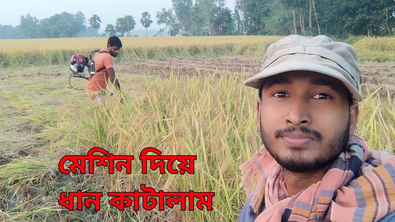 আজকে ছোট মেশিন দিয়ে ধান কাটলাম