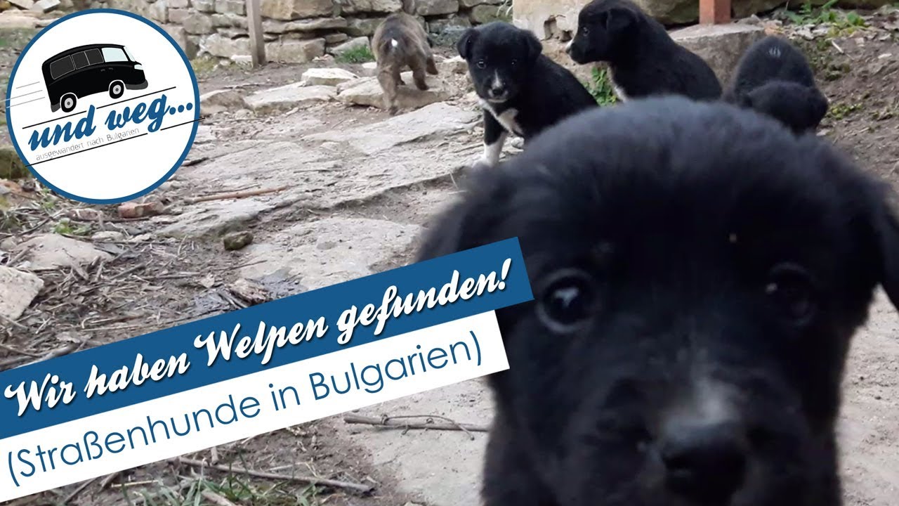 Wir haben Welpen gefunden! (Straßenhunde in Bulgarien)