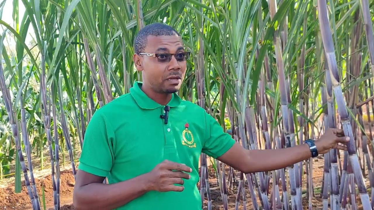KILIMO CHA MIWA ZANZIBAR