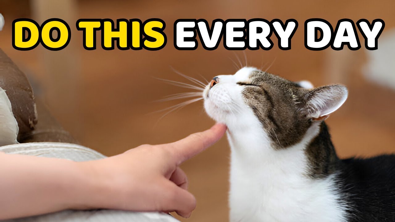 If You Do These 10 Tiny Things, Your Cat Feels Truly Loved
