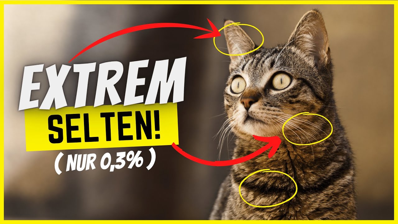 Wenn deine Katze eines dieser Körpermerkmale hat, ist sie etwas ganz Besonderes!