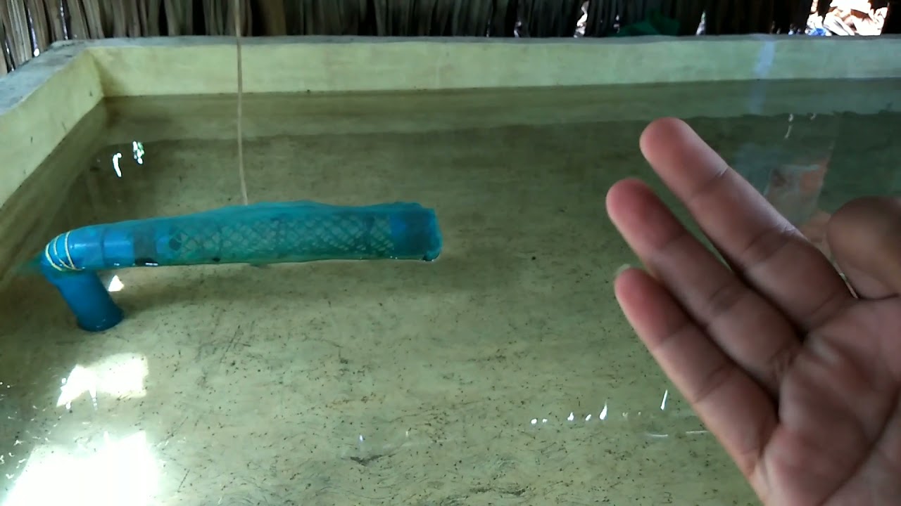Catfish FRY Management 4 || Day 3 of Fry in Nursery Pond (Tips and Idea)