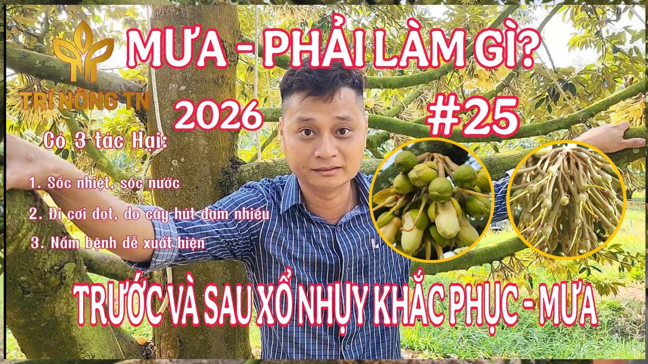 SẦU RIÊNG GẶP MƯA TRƯỚC VÀ SAU XỔ NHỤY CẦN LÀM GÌ