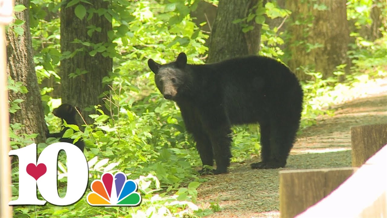 NC medical examiner: Rare bear attack led to 2020 death of man in the Great Smoky Mountains