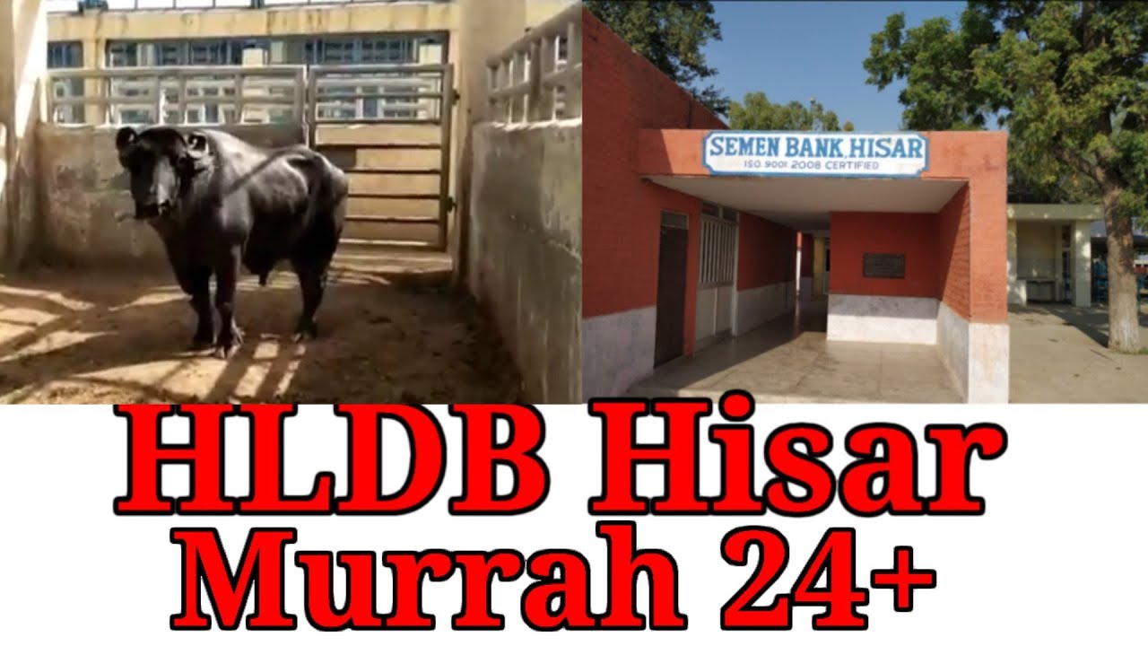 HLDB Hisar Murrah Bull PC 575