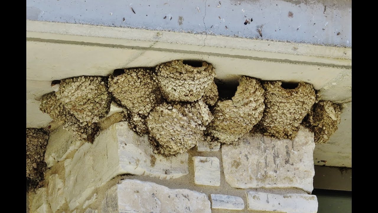 Amazing colonies with hundreds of nests of House martins on a house - 27/5/2020 Panagia -Cyprus