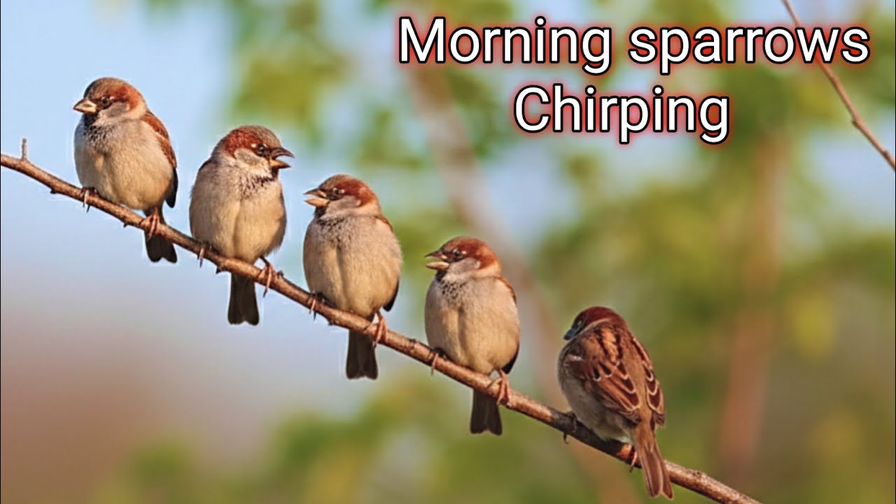 Morning sparrows chirping | calming music | Soothing with Nature 