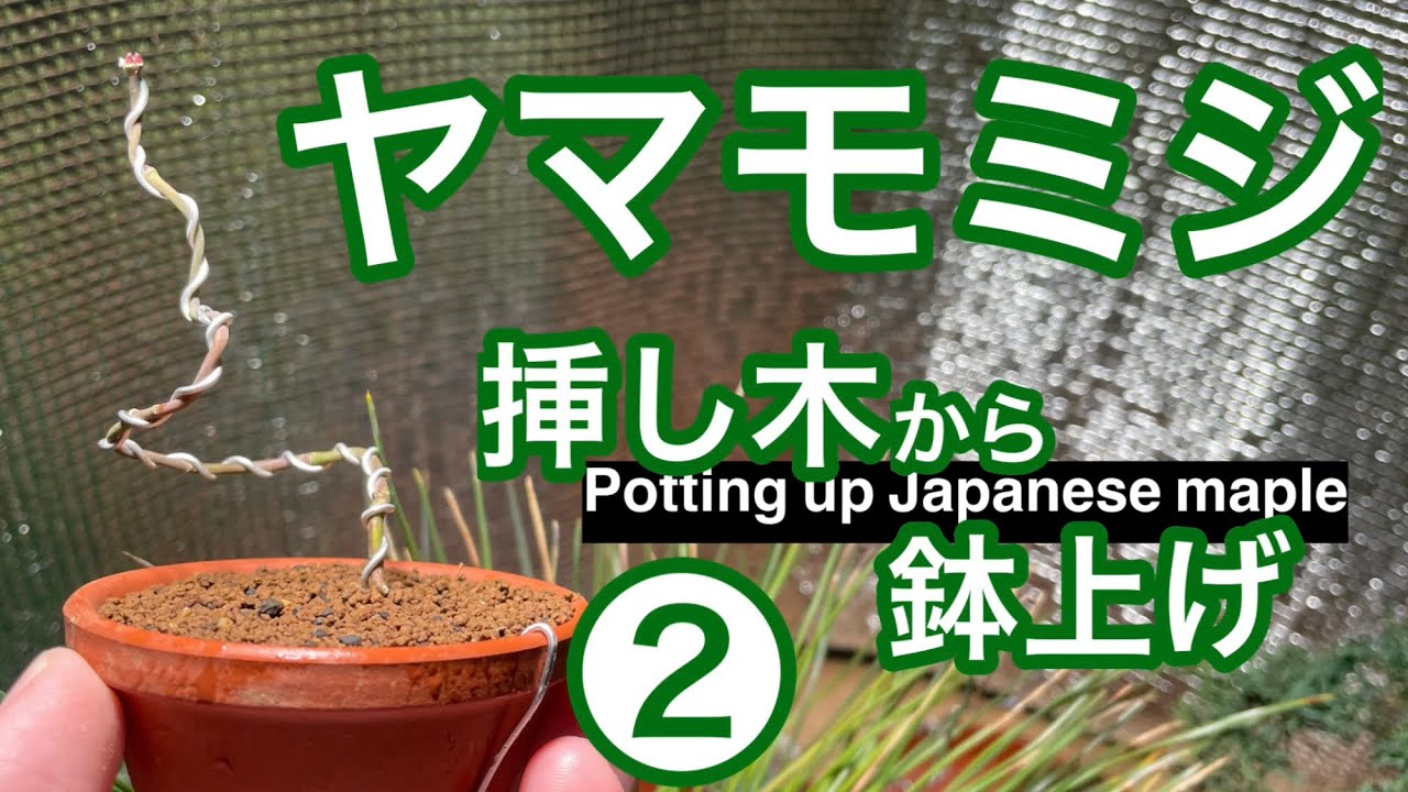 挿し木ヤマモミジの鉢上げ② / Potting up cuttings of Japanese maple