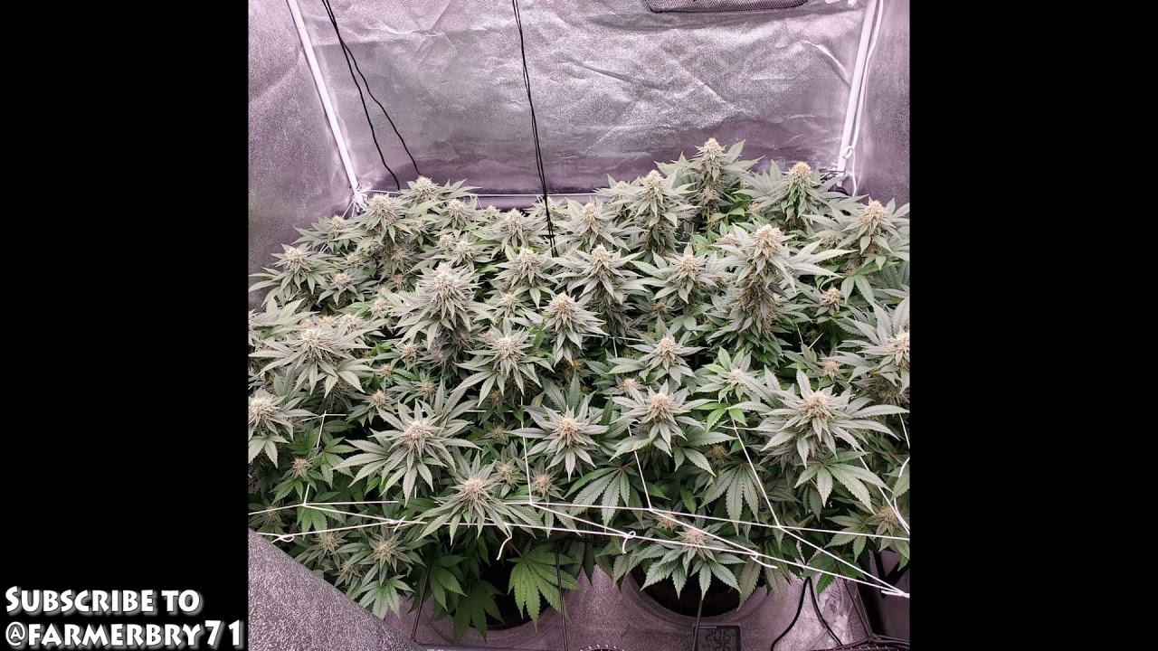 Chunky Slim 480H Garden In Action!