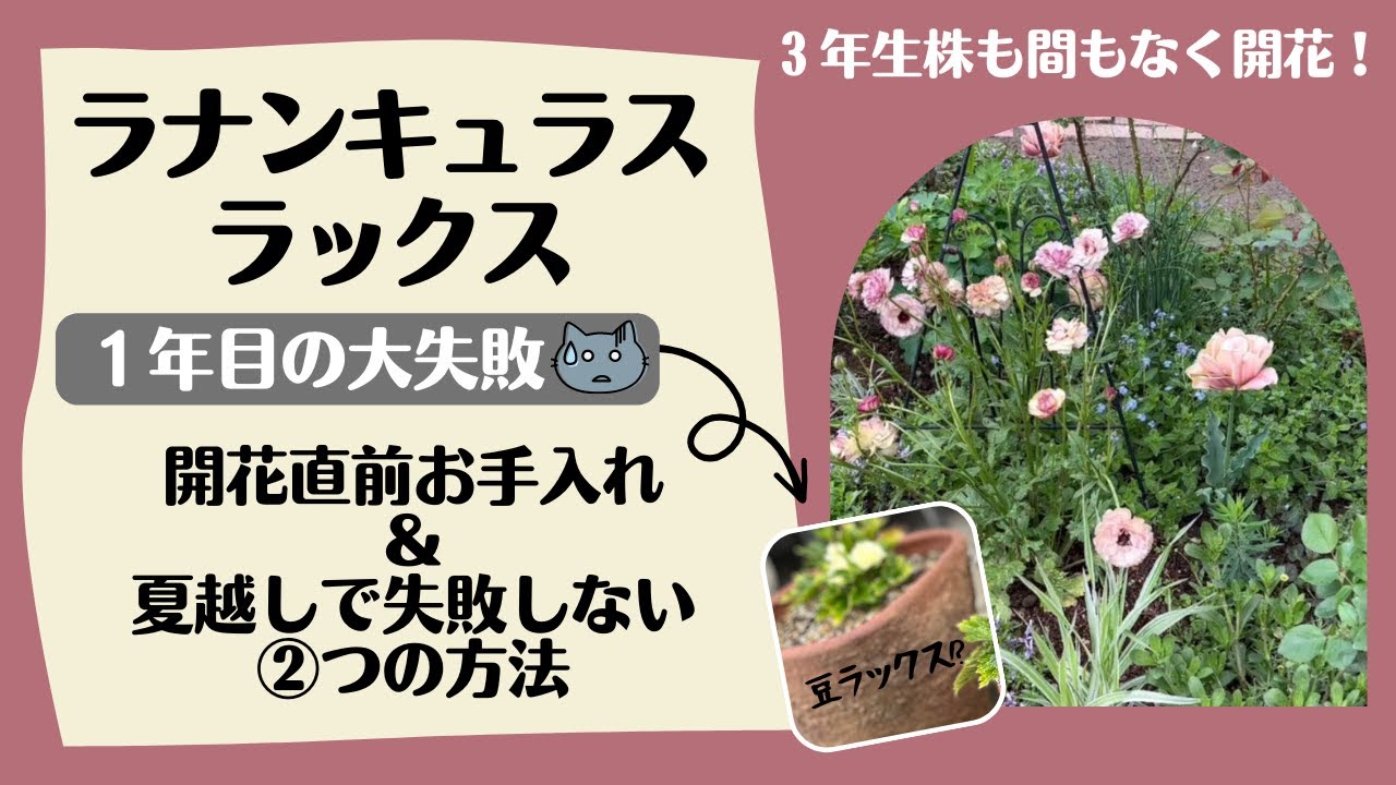 《大失敗ラナンキュラス・ラックス》夏越し注意！これやると球根腐ります(^^;／開花直前お手入れ