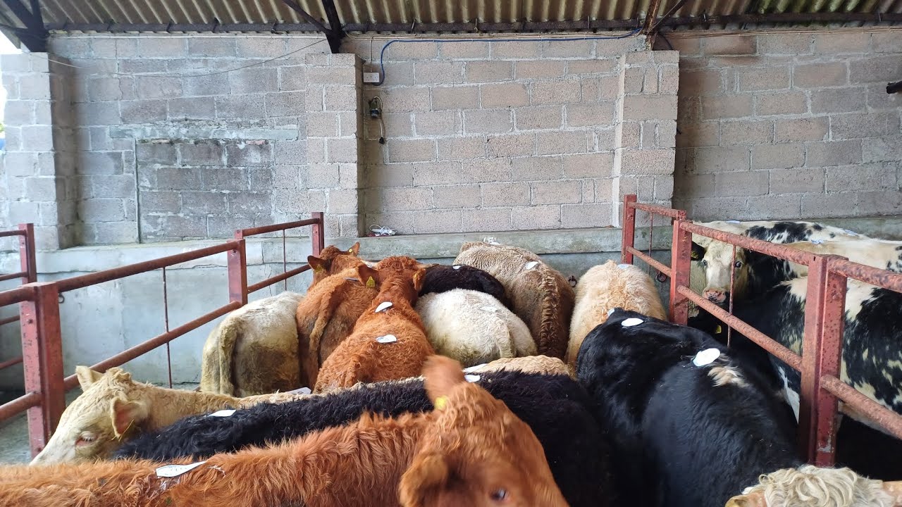 Goose Fair Cattle Sale Tavistock