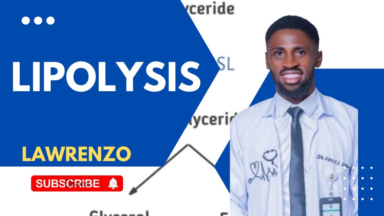 Lipolysis Explained | Fat Breakdown Pathway, Hormonal Control, Key Enzymes (HSL & ATGL)