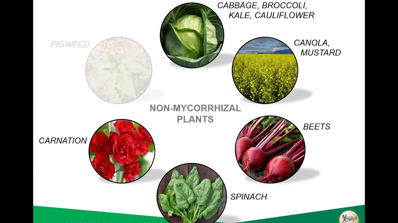 Adding Mycorrhizae to Your Soil