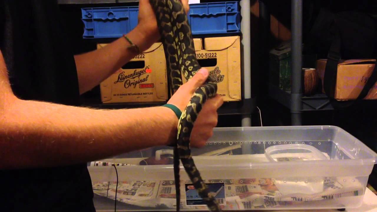 Jungle/Diamond Python