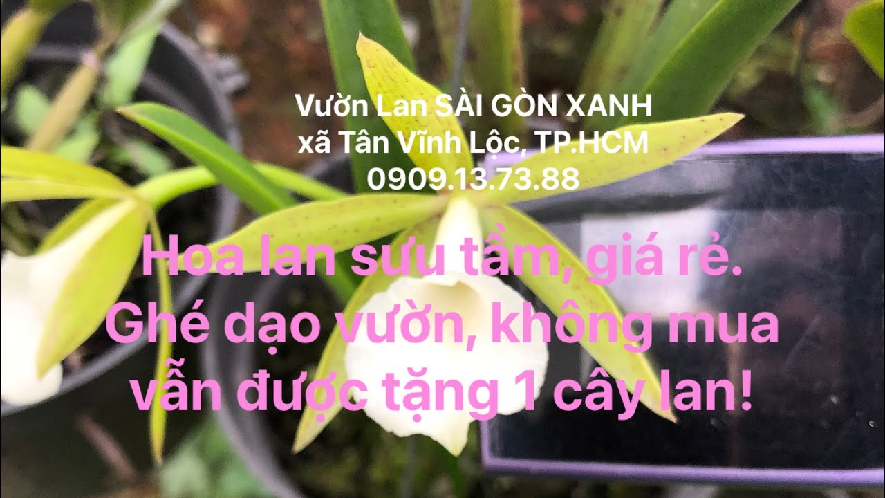 🟠 Clip số 39: 24/02/2026 -Hoa lan sưu tầm, giá rẻ -Ghé vườn chơi, không mua vẫn được tặng 1 cây lan!