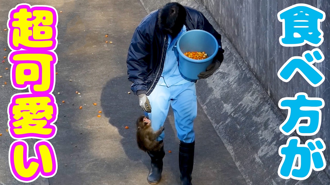 飼育員にご飯をもらうパンチ…その食べ方、可愛すぎやろwww