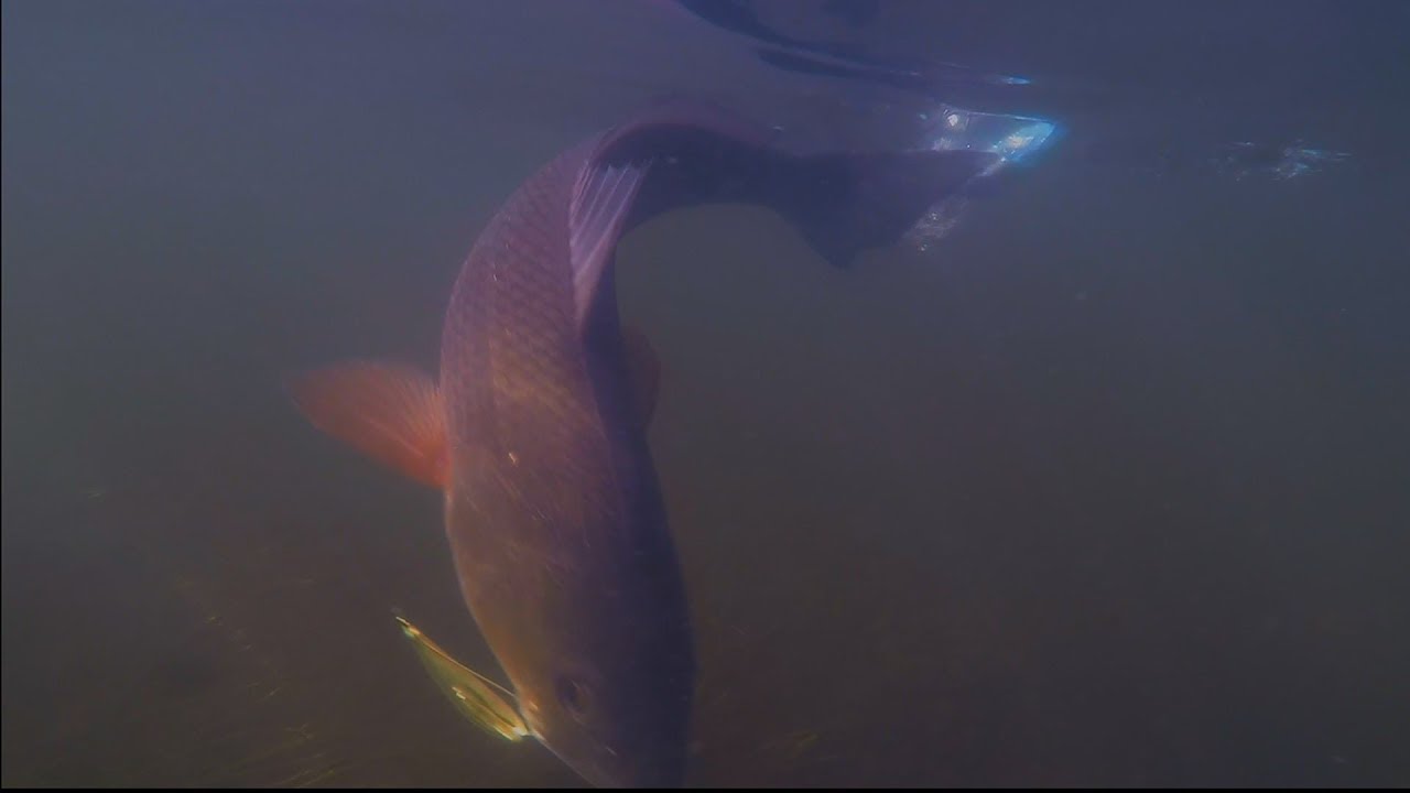 Exploring Ozello- Low Tide Inshore Slam