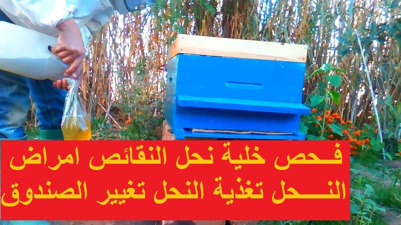 فحص خلية نحل مقسمة في الشهر 9 سبتمبر النقائص علاج الامراض التغذية تغيير الصندوق