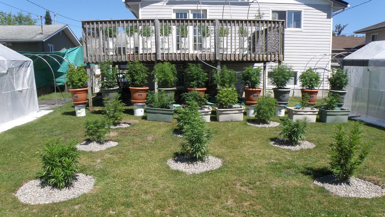 Preparing Soil & Greenhouses To Grow Cannabis Outdoors