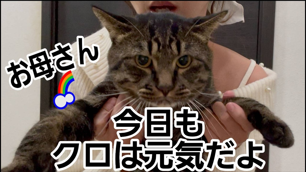 お母さんへ🌈クロは今日も元気です😸#猫のいる暮らし #クロちゃん