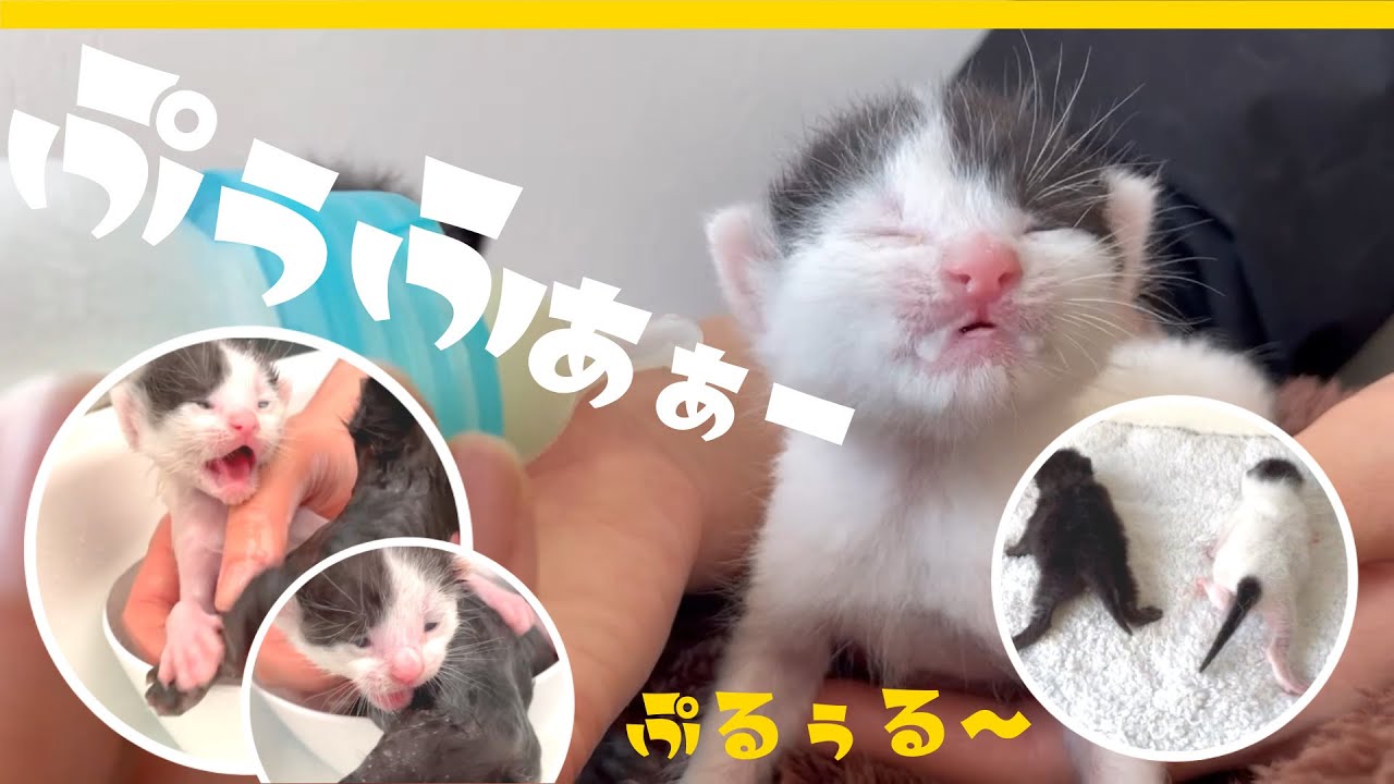はじめてのお風呂で激おこな子猫★子猫のシャンプーとミルク【保護猫生活2日目】