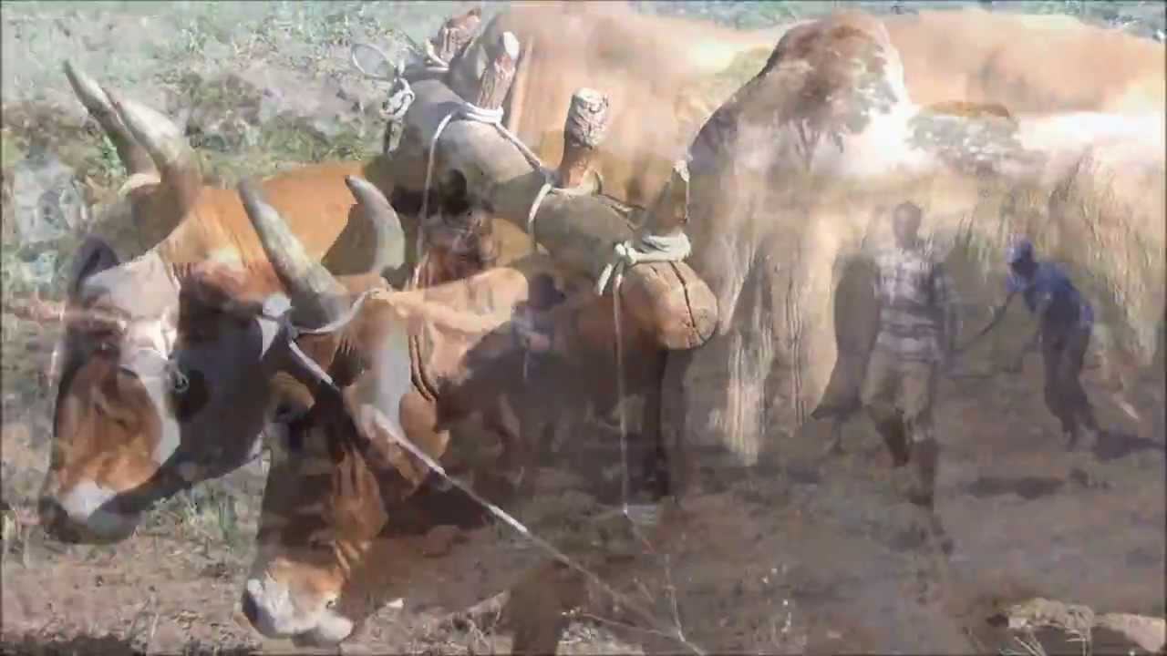 Draft animal power conservation farming initiative in Uganda